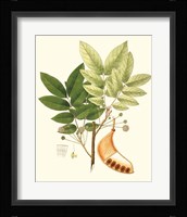 Spring Green Foliage IX Fine Art Print