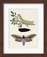Caterpillar & Moth I Fine Art Print