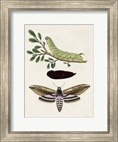 Caterpillar & Moth I Fine Art Print