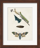 Caterpillar & Moth II Fine Art Print