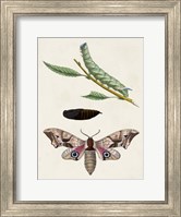 Caterpillar & Moth IV Fine Art Print