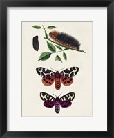 Caterpillar & Moth V Fine Art Print