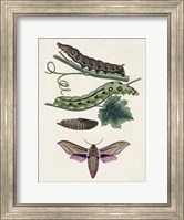 Caterpillar & Moth VI Fine Art Print