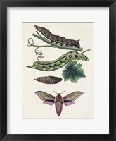 Caterpillar & Moth VI Fine Art Print