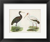 Antique Waterbirds I Fine Art Print
