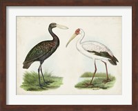 Antique Waterbirds I Fine Art Print