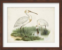 Antique Waterbirds III Fine Art Print