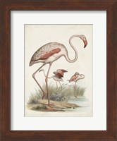 Antique Waterbirds IV Fine Art Print