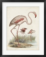 Antique Waterbirds IV Fine Art Print