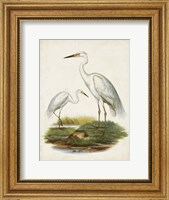 Antique Waterbirds V Fine Art Print