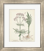 Antique Herbs I Fine Art Print