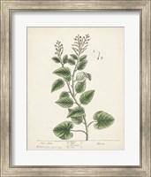 Antique Herbs III Fine Art Print