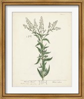Antique Herbs IV Fine Art Print