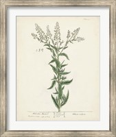 Antique Herbs IV Fine Art Print