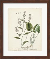 Antique Herbs V Fine Art Print
