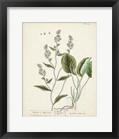 Antique Herbs V Framed Print