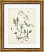 Antique Herbs VI Fine Art Print