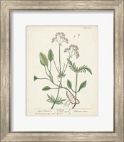 Antique Herbs VI Fine Art Print