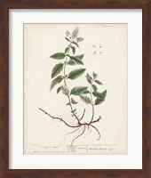 Antique Herbs VII Fine Art Print