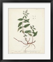 Antique Herbs VII Fine Art Print