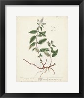 Antique Herbs VII Framed Print