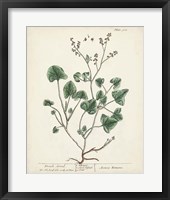 Antique Herbs VIII Fine Art Print
