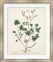 Antique Herbs VIII Fine Art Print