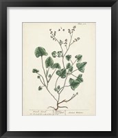 Antique Herbs VIII Framed Print