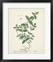 Antique Herbs IX Fine Art Print