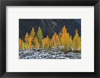 Alpine Larches North Cascades Fine Art Print