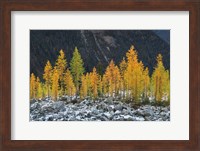 Alpine Larches North Cascades Fine Art Print