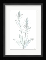 Lambs Ear Sage IV Bleached Fine Art Print