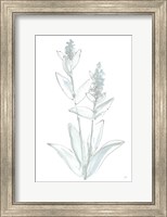 Lambs Ear Sage IV Bleached Fine Art Print