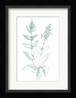 Lambs Ear Sage III Bleached Fine Art Print
