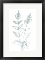 Lambs Ear Sage III Bleached Framed Print