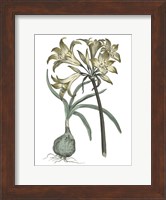 Vintage Floral I on White Fine Art Print