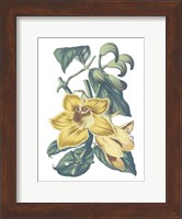 Antique Botanical XVIII Cool Fine Art Print