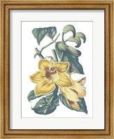 Antique Botanical XVIII Cool Fine Art Print