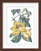 Antique Botanical XVIII Cool Fine Art Print