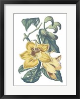 Antique Botanical XVIII Cool Fine Art Print