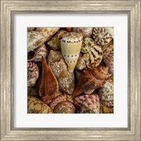 Mini Conch Shells I Fine Art Print