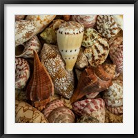 Mini Conch Shells I Fine Art Print