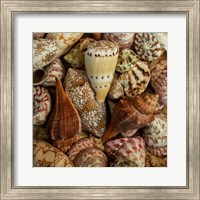 Mini Conch Shells I Fine Art Print