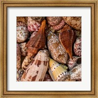Mini Conch Shells II Fine Art Print