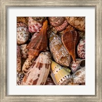 Mini Conch Shells II Fine Art Print