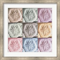 Harbor Sand Dollars Fine Art Print