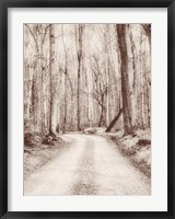 Road in the Woods Fine Art Print