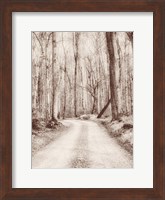 Road in the Woods Fine Art Print