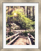 Sunlight on the Forest Path Fine Art Print