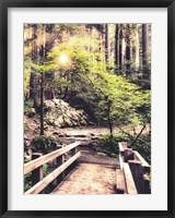 Sunlight on the Forest Path Fine Art Print